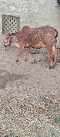 थंबनेल 3