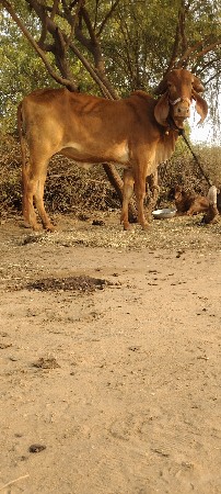 ગીર ઓણકિ વેચવાની છે બેય
