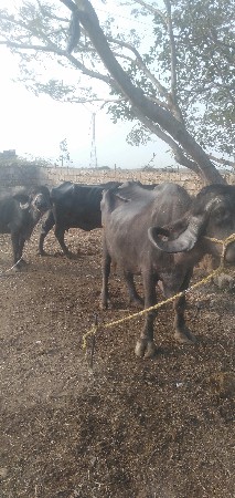 ભેંસ વેચવાની છે