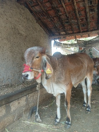 ઓડકી વેચવાની છે