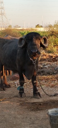 थंबनेल 3