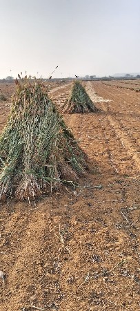 નીરણ વેચવાની છે ભાવ 200