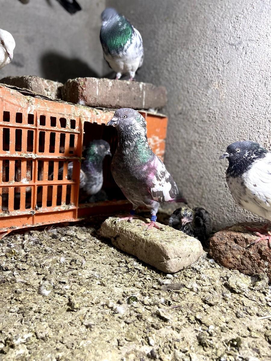 થંબનેલ 3