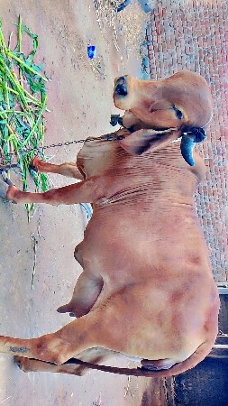 थंबनेल 2