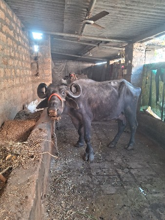 ભેસૂ વેસવાનીછે 3 વેતર 4વેતર 2