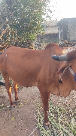 થંબનેલ 3