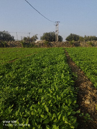 થંબનેલ 3