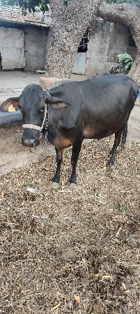 ગાય વેચવાની છે