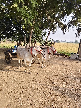 એક વાવની વાવેલ બળદ વહેંચવા ના છે.
