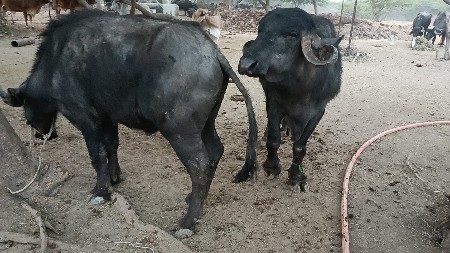 પાડો વેચવાનો અને ખાતર