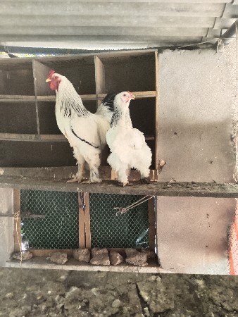 બ્રહ્મા મુરઘી ઈંડા દેવાના છે