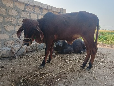 थंबनेल 2