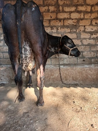 આગાયવેશવાનિછે