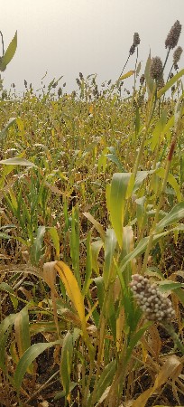 લીલો સારો વેચવા નો છે