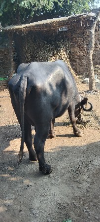 ભેંસ વેચવાની છે