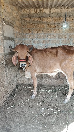 थंबनेल 3