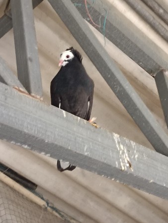 थंबनेल 2