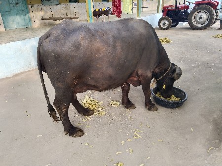 थंबनेल 2