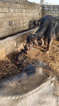 આ જાફરાબાદી ભેંસ વેચાવા ની છે