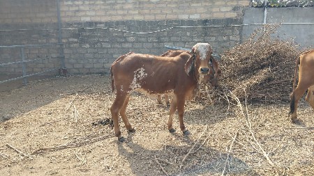 ગીર વાછરડી વેચવાની છે