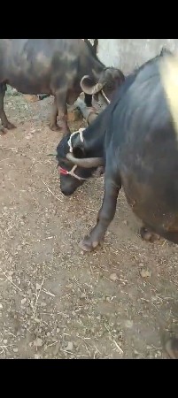 थंबनेल 3