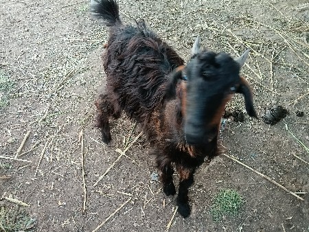 એક બોકડો અને એક બકરી વેચવાની છે