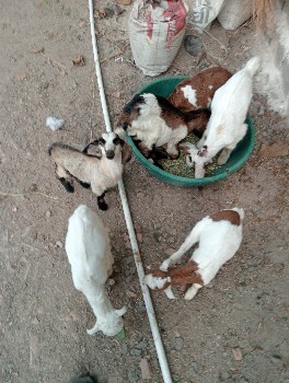 6 બોકડા 1 બસી