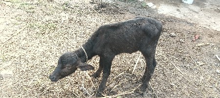 જાફરી ભેંશ