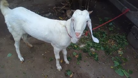 थंबनेल 3