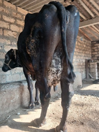 थंबनेल 2