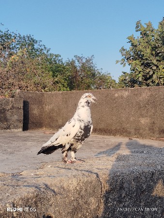 થંબનેલ 2