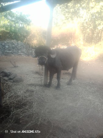 પાડો વેચવાનો છે