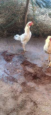 અસીલ વાઈત જૉડી દેવાની છે