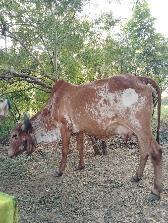 थंबनेल 3