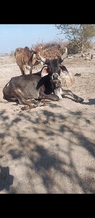 હોડકી વેચવા ની છે 2