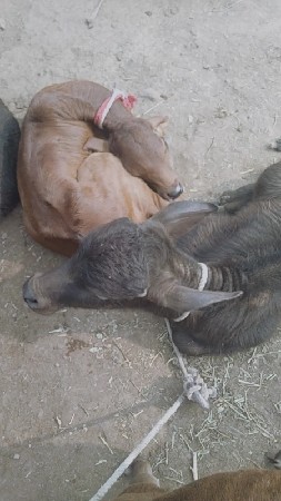 थंबनेल 3