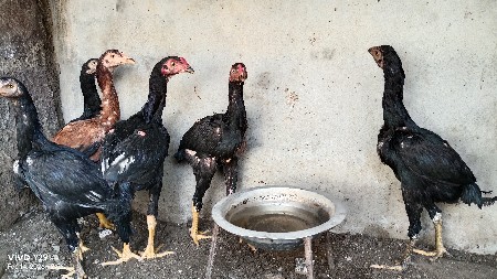 અસીલ aseel asil