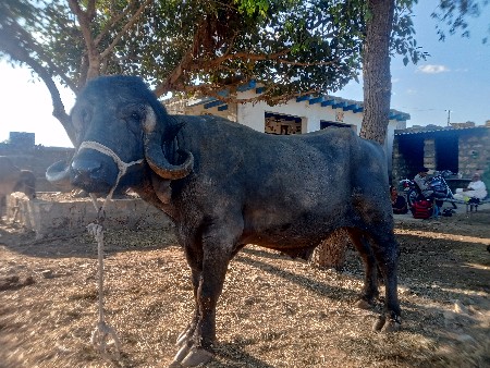 थंबनेल 3