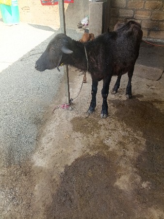 બંને પાડી વૅચવા ની છૅ