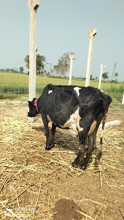 थंबनेल 3