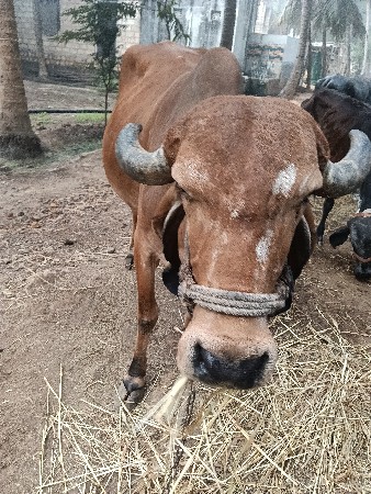 ગાય વેચવાની છે