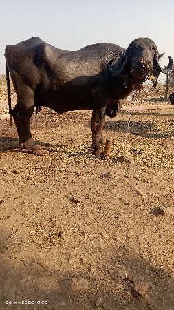 थंबनेल 2