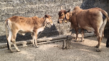 थंबनेल 2