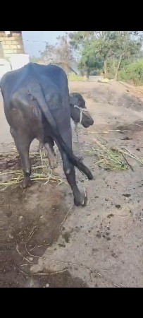 ભેંસ વેચવાની છે