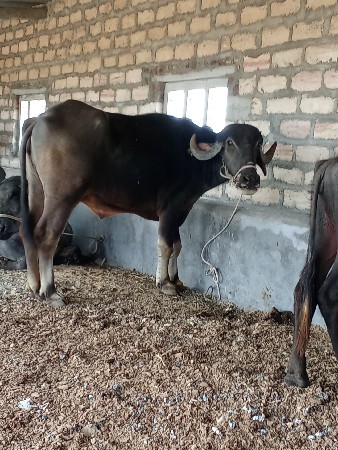 थंबनेल 3