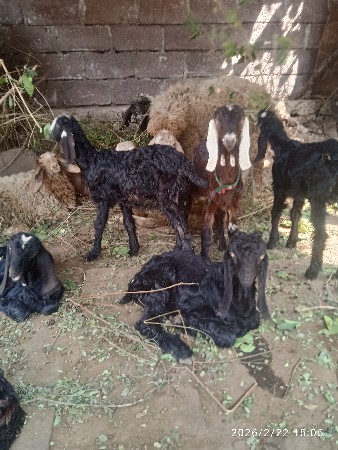 થંબનેલ 3