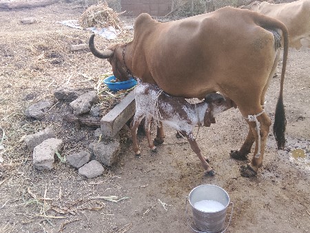 બેઈ.પેલુ.પેલુ.ચાવછોજી