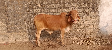 Junagarh Jila besan Taluk