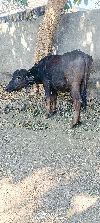 થંબનેલ 5