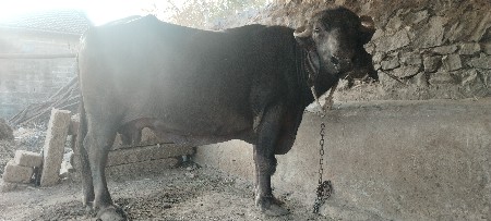 थंबनेल 3